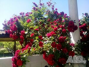 image_8