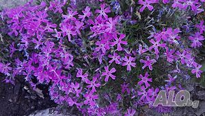 image_15