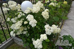 image_22