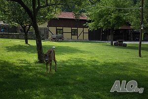 image_11