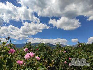 image_35
