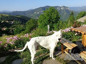image_38