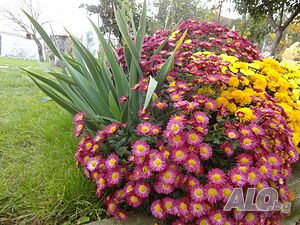 image_22