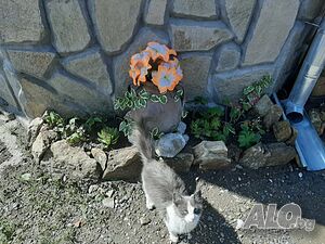 image_31