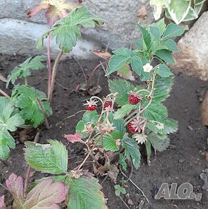 image_37