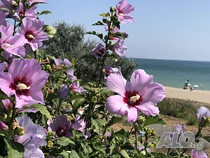 image_26