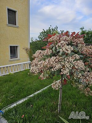 image_14