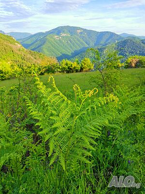 image_6
