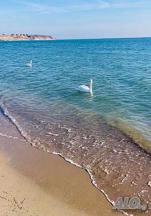 image_11