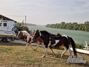 image_46