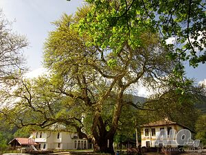 image_33