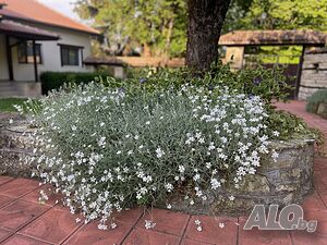 image_38