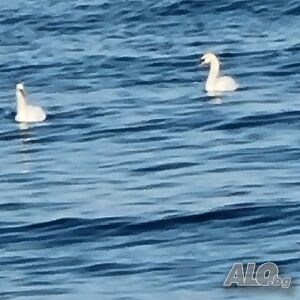 image_18