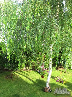 image_43
