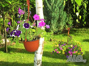image_41