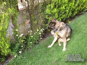 image_36