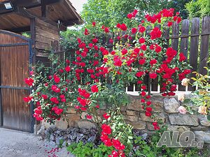 image_14