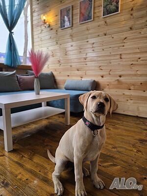 Къщи за гости Бунгала на морето Сиеста -Маняна Делукс - Къмпинг Созопол Еко