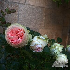 image_28