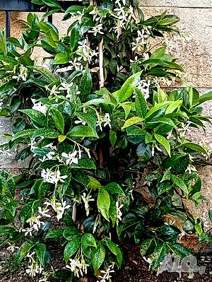 image_29