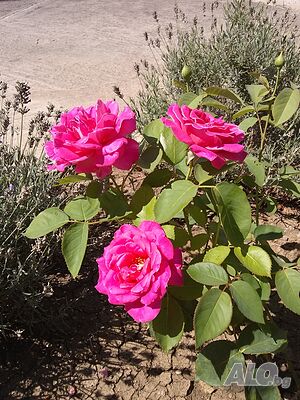 image_41