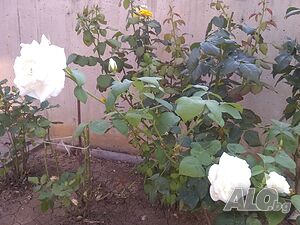 image_44