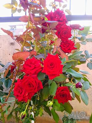 image_43