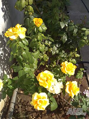 image_36