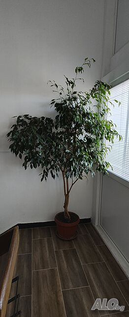 image_47