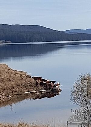 image_6