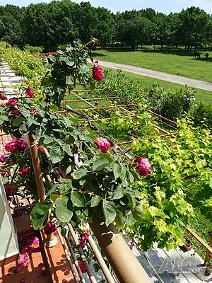 image_31