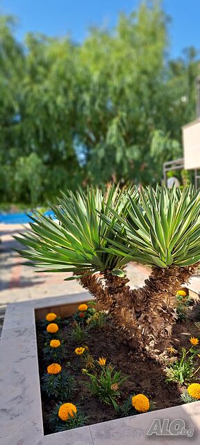 image_38