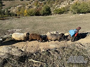 image_15