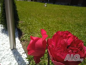image_18
