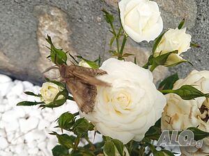 image_20