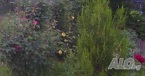 image_3