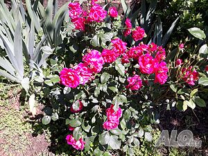 image_17