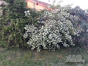 image_19