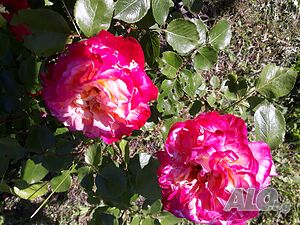 image_38