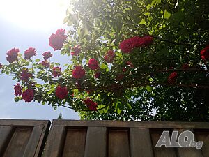 image_10