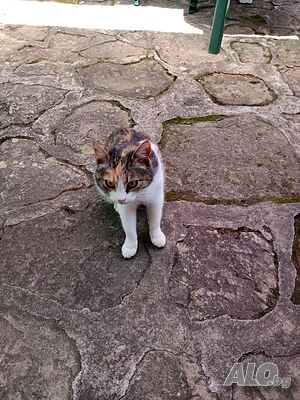 image_11