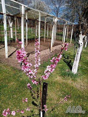 image_12
