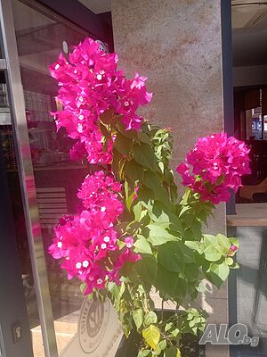 image_35