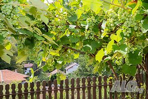 image_17